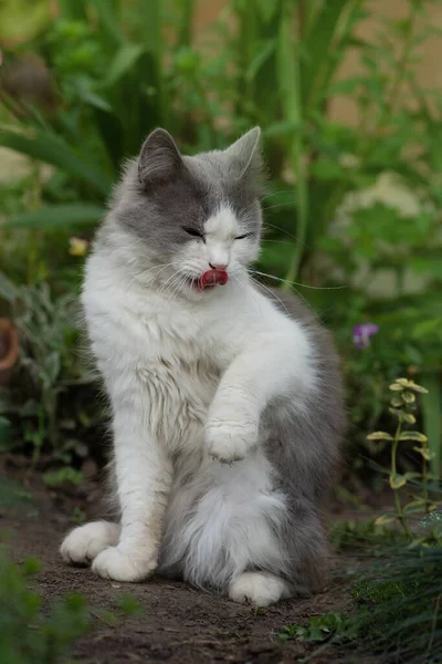 猫は庭に座り 唇を舌でなめる 猫は舌を出した — ストック写真