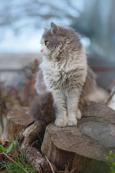 Hauskatze Die Winter Draußen Schnee Spazieren Geht Junge Katze Einem — Stockfoto