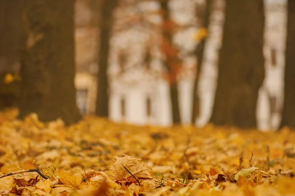 Осенний Желтый Золотой Лист Закрывает Текстуру Красочный Яркий Фон Осеннего — стоковое фото