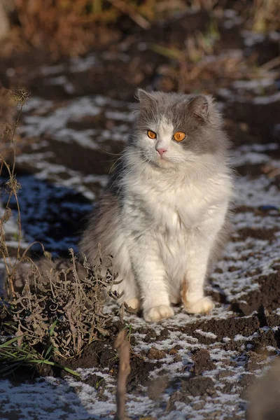 Young cat walking in the snow. Cat on snow in winter.  Cat first sees snow in the winte