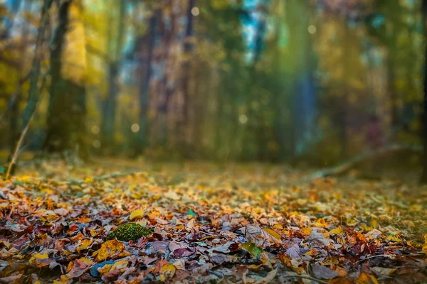 Autumn Forest Trees Leaves Green Grass Patterns Colorful Leaves Grass — Zdjęcie stockowe