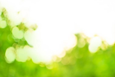 Bokeh yeşili doğa. Kopya alanı ile yeşil doğa bokeh arkaplan