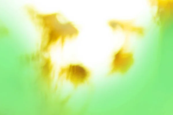 Grass Flower Field Bokeh Sunlight Flowers Shimmering Blurred Background Sun — Stock Photo, Image
