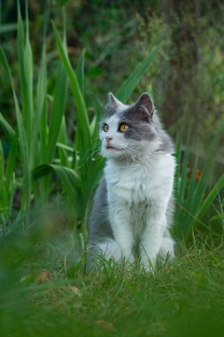 Cat sits in the garden  with tongue sticking out. Cute and adorable animals 
