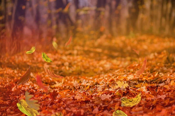 Jesienne Liście Jesień Zewnątrz Natura Tło Kolorowych Spadających Liści — Zdjęcie stockowe