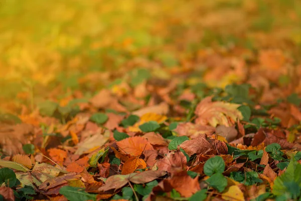 落ち葉のカラフルな美しい背景 オレンジ 赤の葉が落ちます 秋の紅葉 — ストック写真