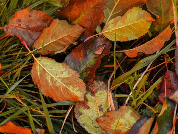Осенняя Плоская Композиция Желтыми Листьями Фон Красочными Осенними Листьями — стоковое фото