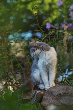 British kitten in colored flowers on nature. Kitten in the garden. Closeup portrait fur cat. Cat in the grass
