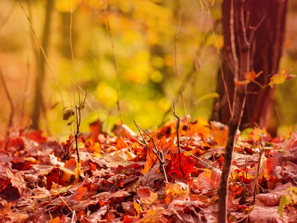 Autumn golden leaf texture background with copy space. Autumn yellow golden leaf close up texture.