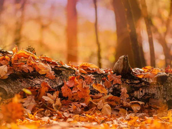Fall Concept Natural Background Perfect Seasonal Use — Stock Photo, Image
