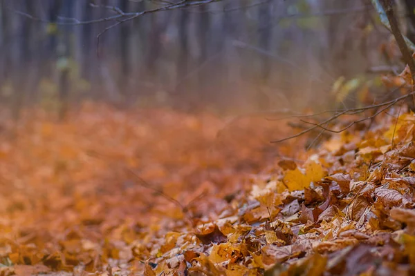 落ち葉のカラフルな美しい背景 オレンジ 赤の葉が落ちます 秋の紅葉 — ストック写真