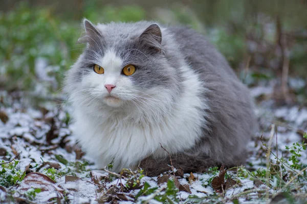 Portrait Von Kätzchen Winter Freien Auf Flauschigem Schnee Schönes Weißes — Stockfoto