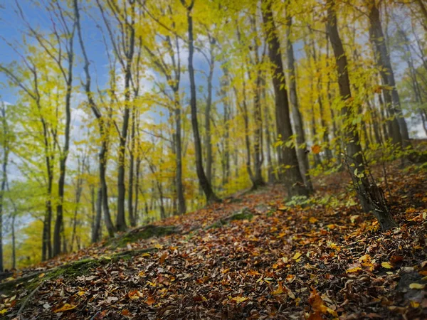 Colorful Texture Autumn Leaf Fallen Forest Leaves Ground Autumn Leaves — Stock Photo, Image