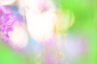 Bokeh güneş ışığıyla çimen tarlası. Çok renkli odaklanmış doğa güneş patlaması ile hareket ediyor.