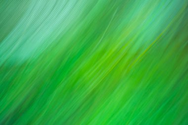 Parlak yeşil arka plan ve güneş patlaması. Soyut doğa yeşil arkaplan. 