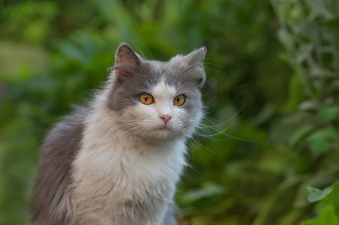 Kitty gün ışığında bahçede oynuyor. Yoldaki kedi. Çiçek tarhında gri tüylü kedi. Bahçedeki küçük sevimli kedi yavrusu