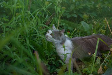 Açık bir günde yeşil çimen yiyen komik meraklı kedi. Evcil hayvanlardan vitamin alma kavramı