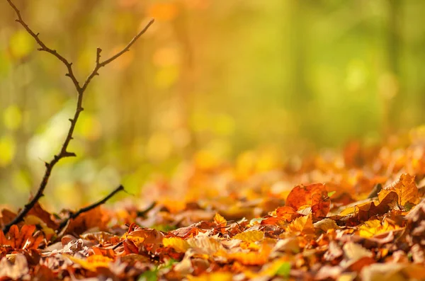 Autumn leaves falling and spinning. Beautiful colored autumn leaves falling.