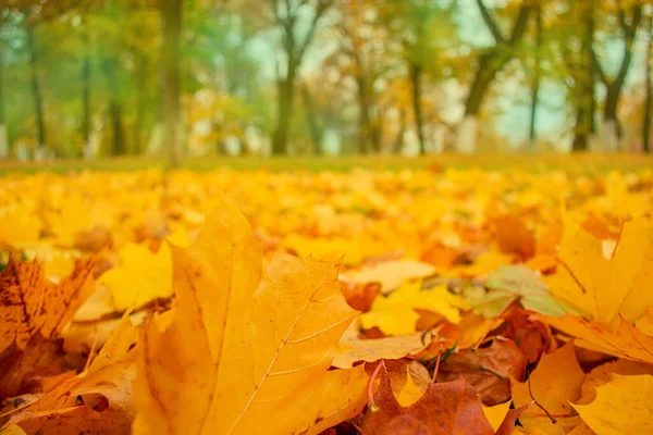 メイプルは背景を残す 秋のレーサーの葉のカラフルな背景 — ストック写真