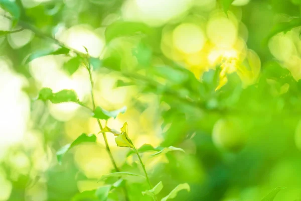 Green Blurry Abstract Bright Shiny Bokeh Texture Creative Blur Bokeh —  Fotos de Stock