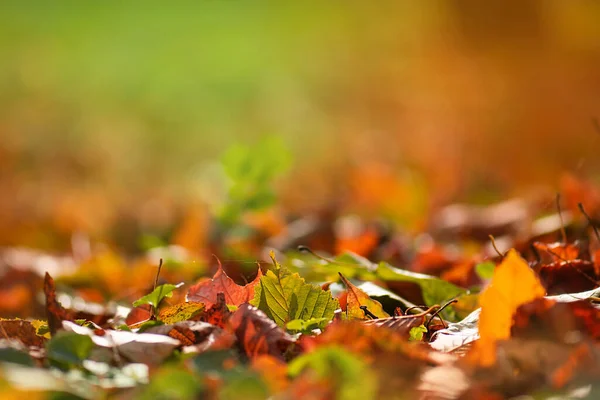 Border frame of autumn leaves falling on landscape background.
