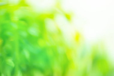 Çevre dostu doğa kavramı. Taze yaz duvar kağıdı kavramı gün ışığıyla aydınlatılıyor..