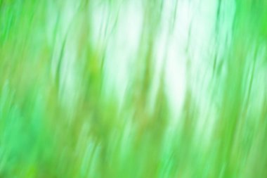 Parlak yeşil arka plan ve güneş patlaması. Soyut doğa yeşil arkaplan. 