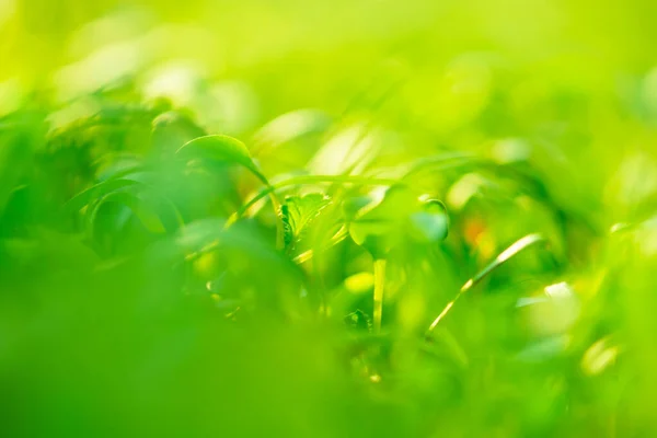 Verde Brillante Difuminación Desenfocado Fondo Con Desenfoque Colorido —  Fotos de Stock