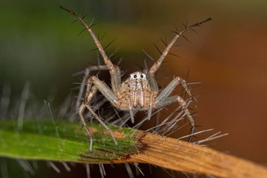 Oxyopes cinsinden dişi çizgili Lynx Spider.
