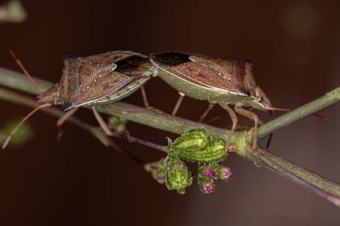 Yetişkin Yeşil Göbek Böceği Diceraeus melacanthus çiftleşmesi