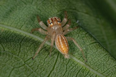 Chira cinsinin küçük zıplayan örümceği.