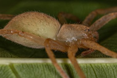 Sarı Avcı Örümcek, Sparassidae familyasından.