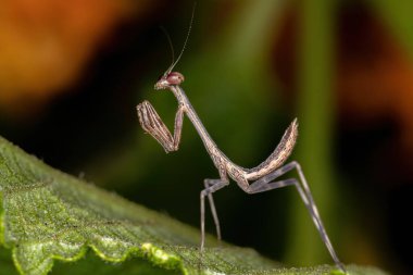 Oxyopsis cinsinden Küçük Mantid Nymph