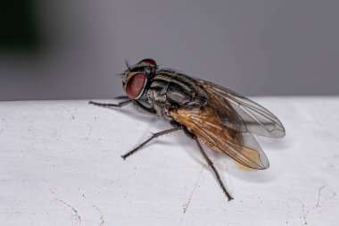 Musca domestica türünün Yetişkinler Evi Sineği