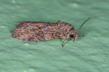 Garella nilotica türünün Yetişkin Kara Zeytin Tırtıl Güvesi
