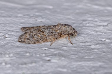 Garella nilotica türünün Yetişkin Kara Zeytin Tırtıl Güvesi