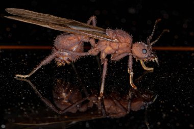 Yetişkin Kadın Akromyrmex Yaprak Kesici Akromyrmex cinsi Kraliçe Karınca