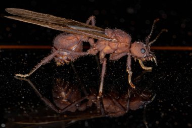 Adult Female Acromyrmex Leaf-cutter Queen Ant of the Genus Acromyrmex clipart