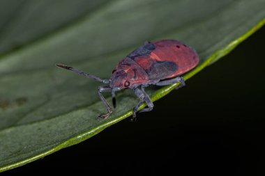 Lygaeidae ailesinin Tohum Böceği Perisi