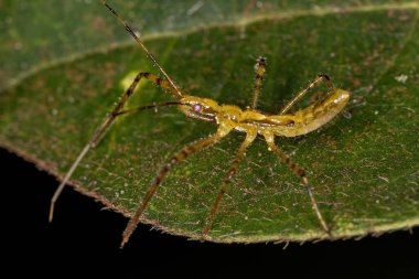 Harpactorini kabilesinden Suikastçı Böcek Perisi