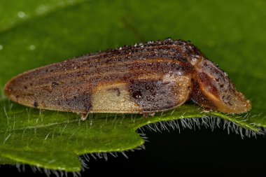 Yetişkin Firefly Beetle türü Aspisoma lineatum