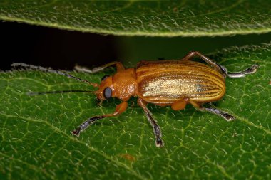 Alt familya Eumolpinae 'nin Yetişkin Yaprak Böceği