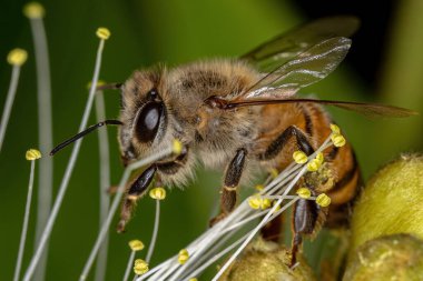 Yetişkin Batı Bal Arısı türü Apis mellifera
