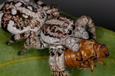 Alt familyanın dev sıçrayan örümceği Eumolpinae alt familyasının Yetişkin Yaprak Böceğini avlıyor.
