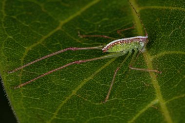 Altfamilya Phaneropterinae 'den Katydid Nymph