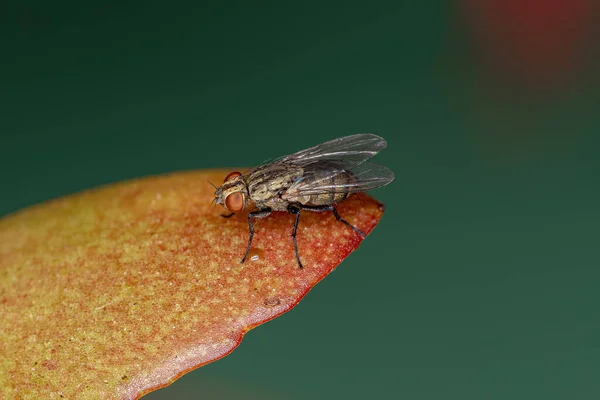 动物分生孢子成虫的成虫苍蝇 — 图库照片