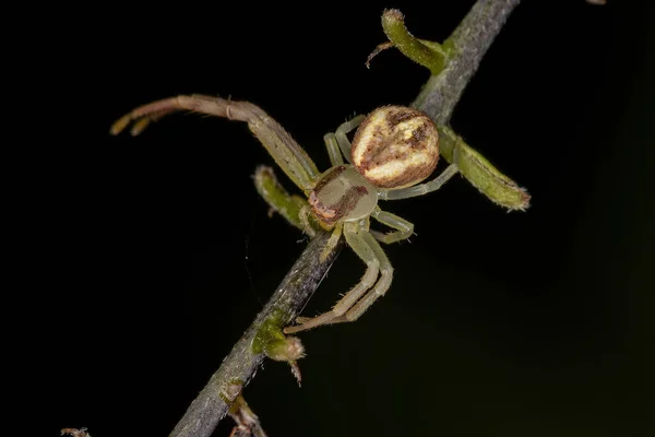 Adult Female Crab Spider Της Οικογένειας Thomisidae — Φωτογραφία Αρχείου