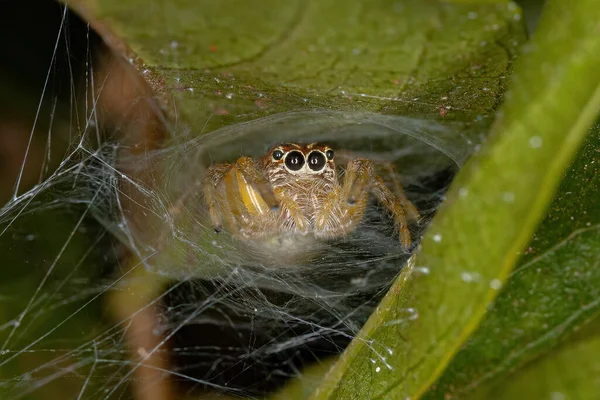 Small Jumping Spider Genus Frigga — Stock Photo, Image