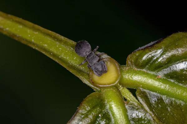 Pequena Tartaruga Negra Adulta Formiga Gênero Cefalotas Comendo Néctar Extrafloral — Fotografia de Stock