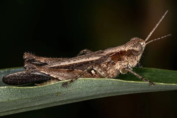 Adult Stridulating Slant Face Grasshopper Genus Orphulella — стокове фото